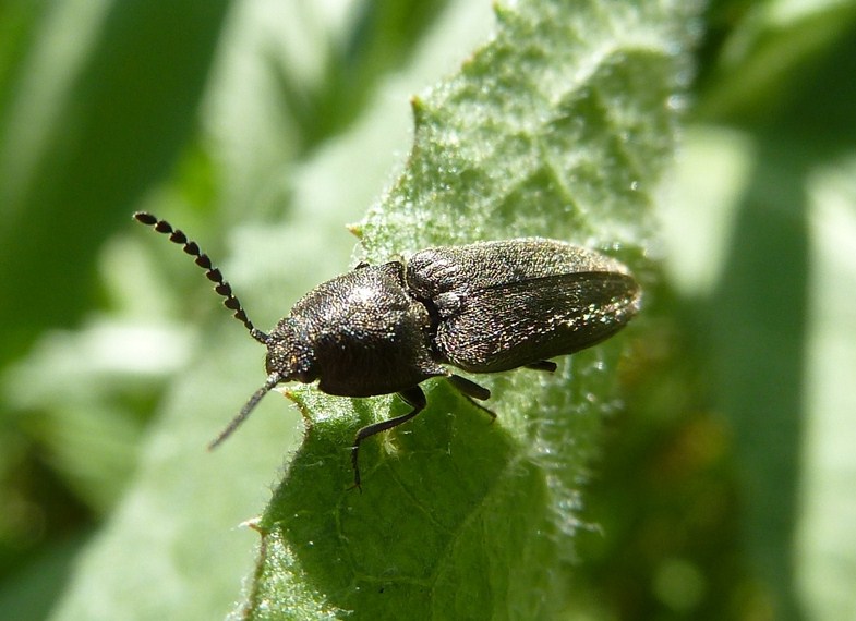 Elateridae (?) da id: Cidnopus pilosus (cf.)